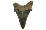 Serrated Angustidens Tooth - Megalodon Ancestor #321699-1